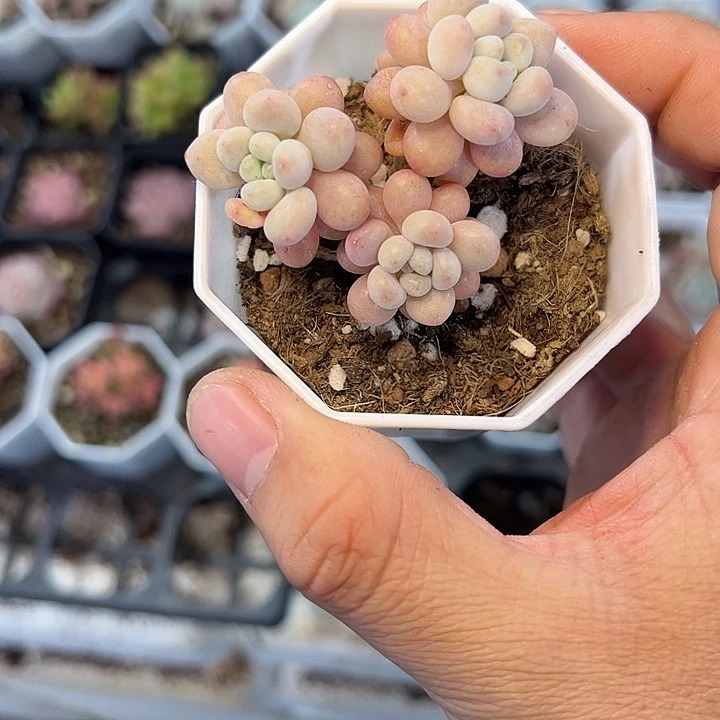 鱼子酱 满3颗包邮