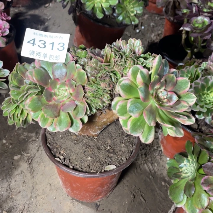 4313荔枝的的多肉