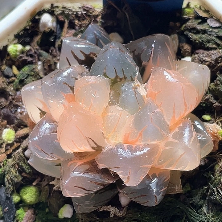 998水中月锦一物一拍