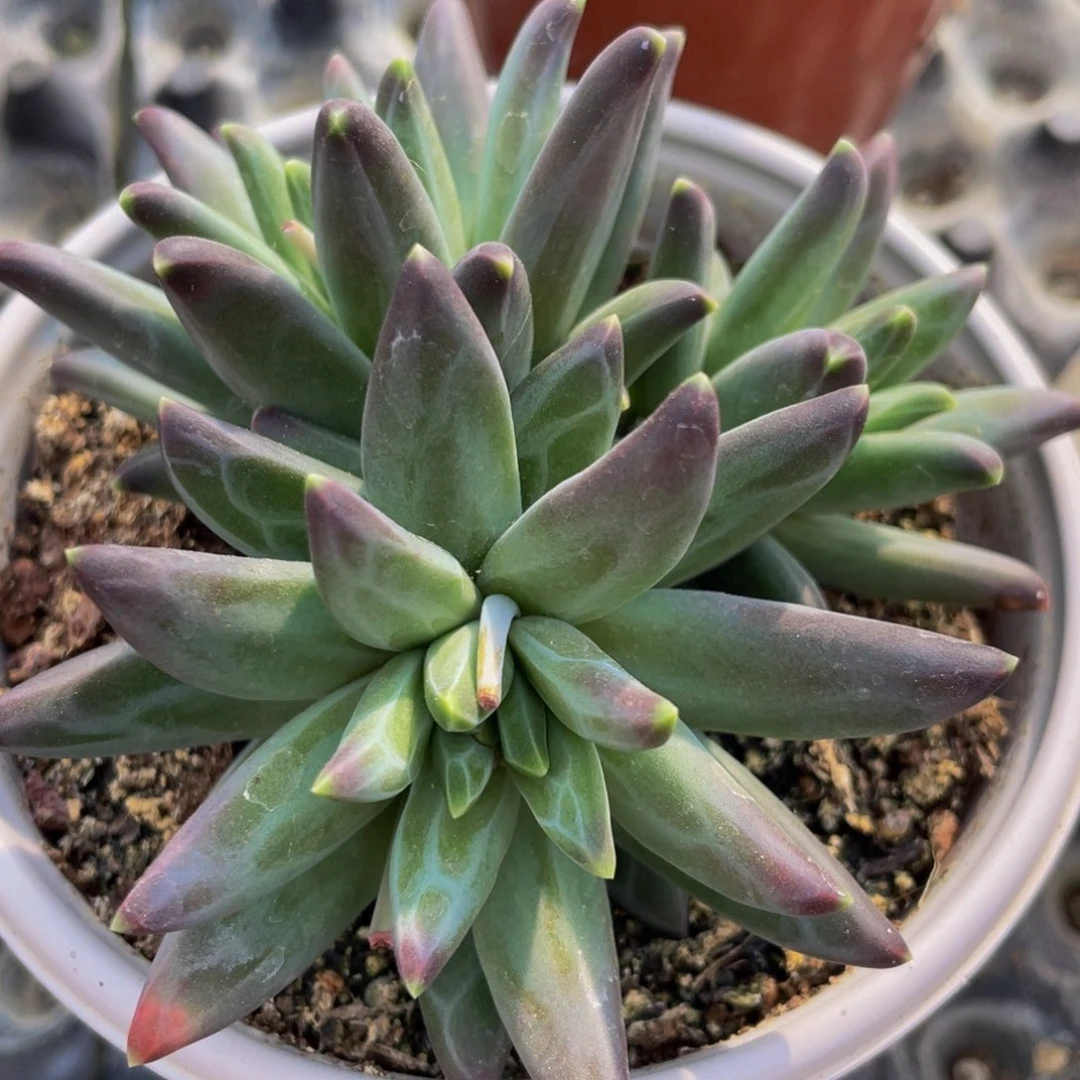 蛋****焙好看的多肉植物