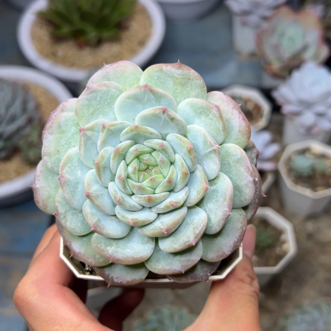 多肉植物一物一拍（43号）