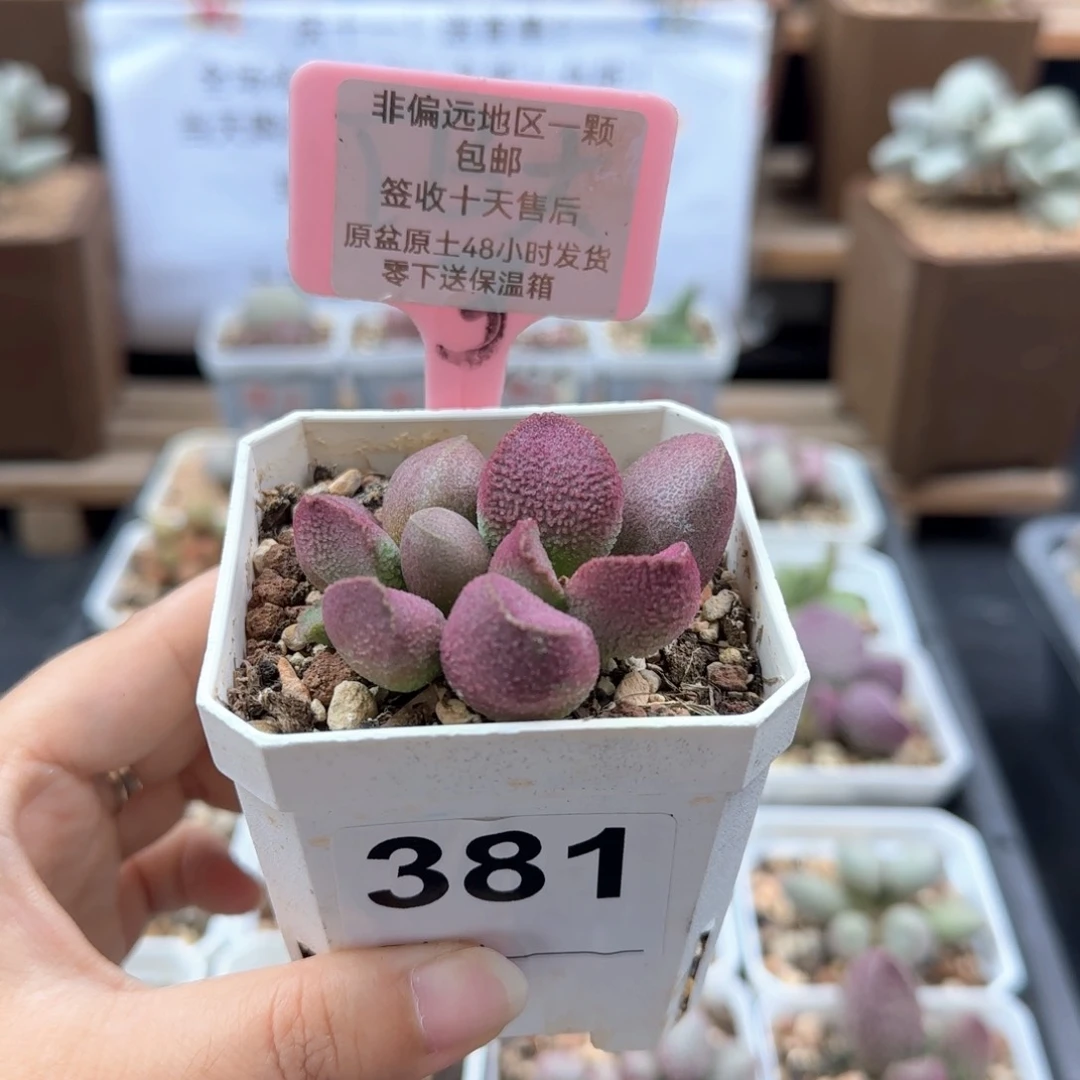381赛猪肝多肉植物