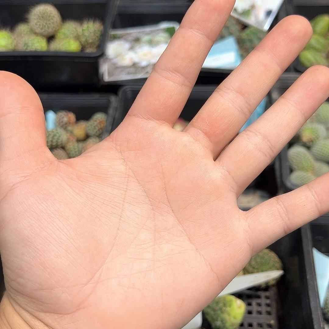 五个属各一颗福利特价