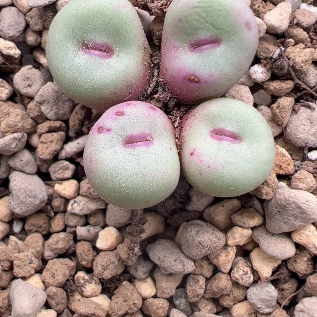 669 好看的多肉冲冲冲