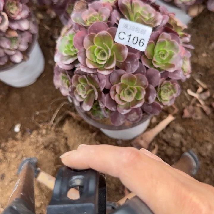 106 多肉植物不包断枝