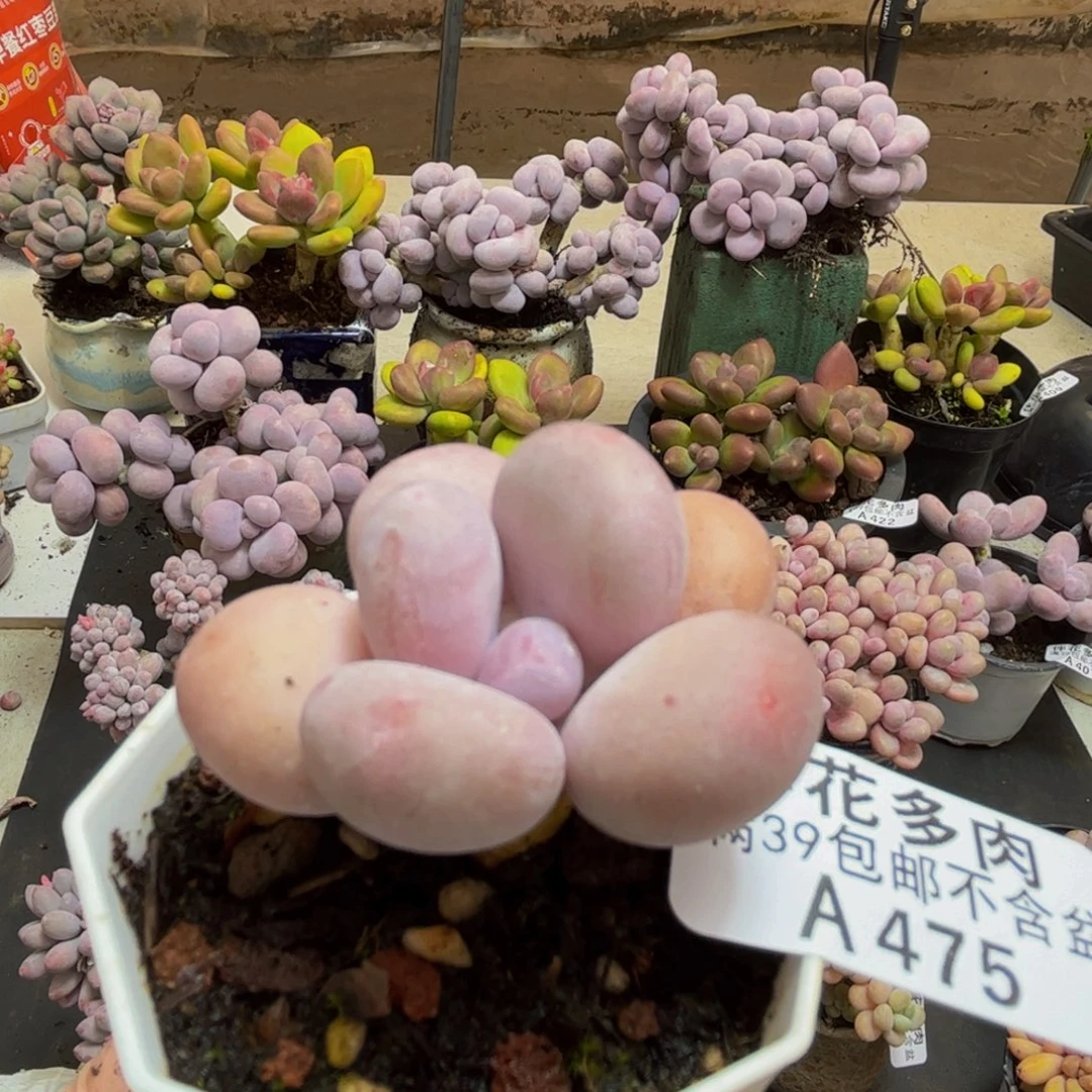 475/5cm彩虹奶多肉植物