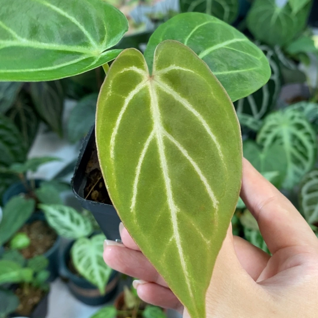 不开花植物kos杂杂