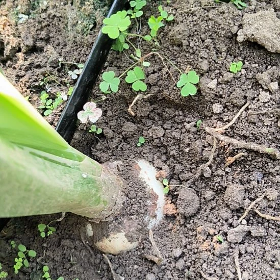 当前无花栽培后可以开花自然球精灵6CM