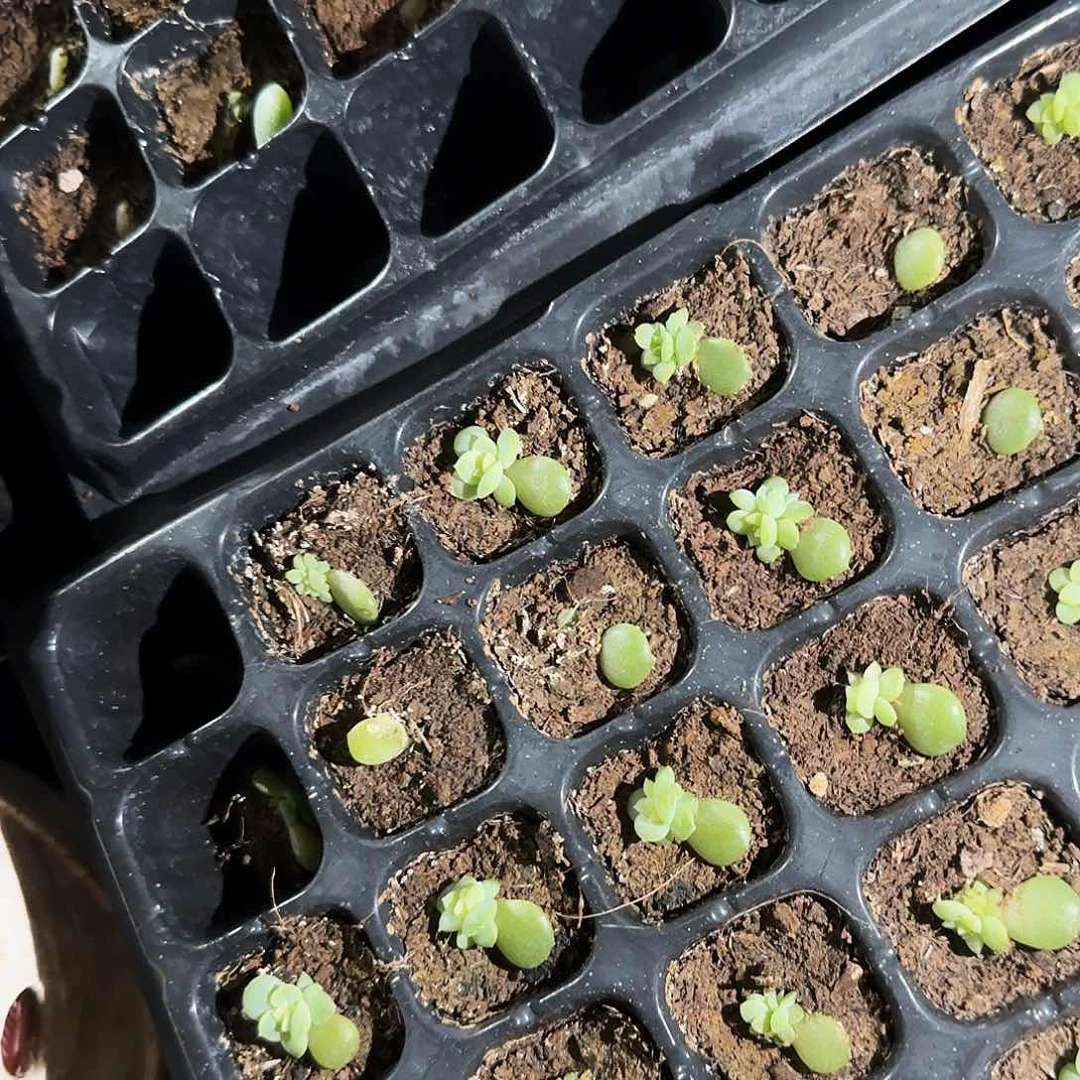 醉梦风花芝麻一个满25包邮