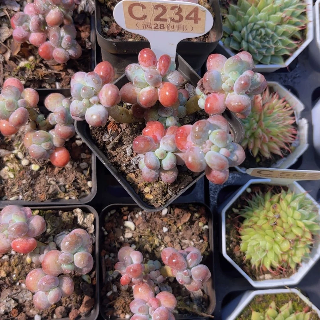 C234苹果奶一物一拍