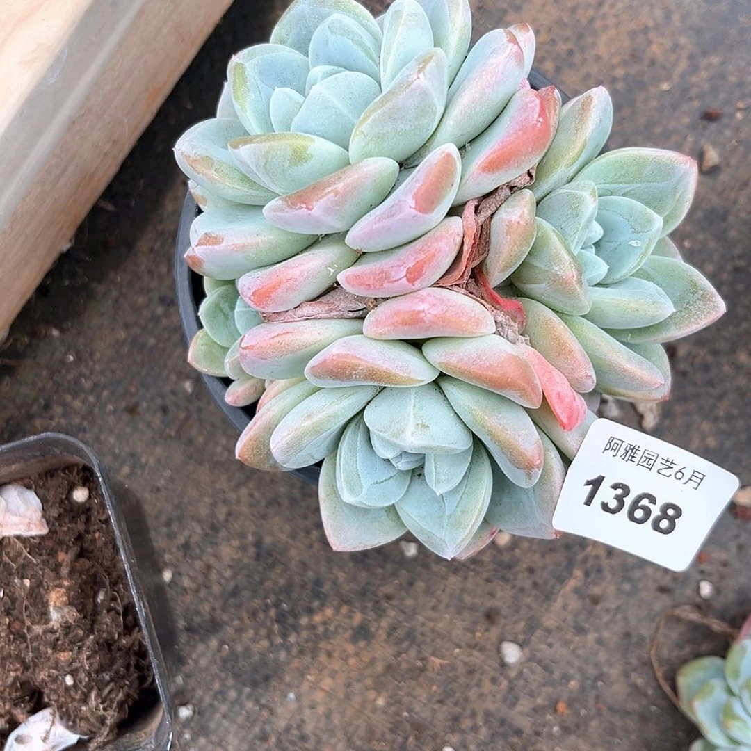 阿雅园艺。   1368冰玉