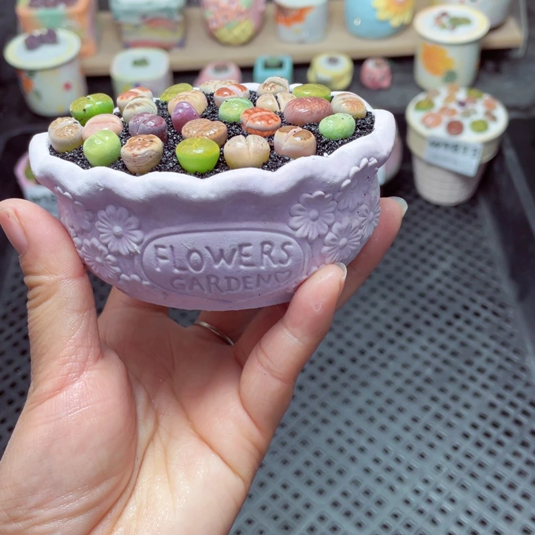 w1818 带盆土发货-零下地区拍保温箱