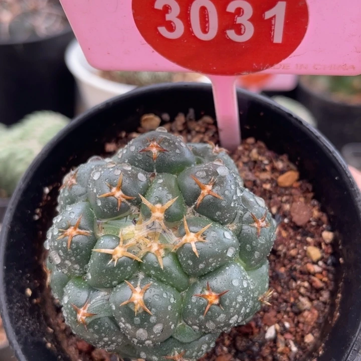 实生短豪刺象牙3031