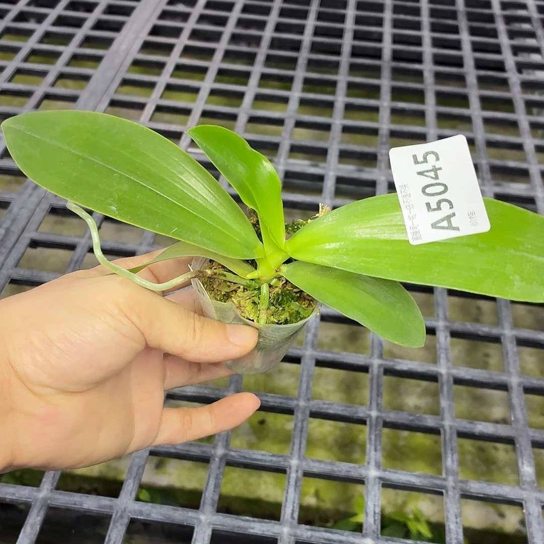 当前无花朵，栽培后可花朵A5045美丽路德兄弟交