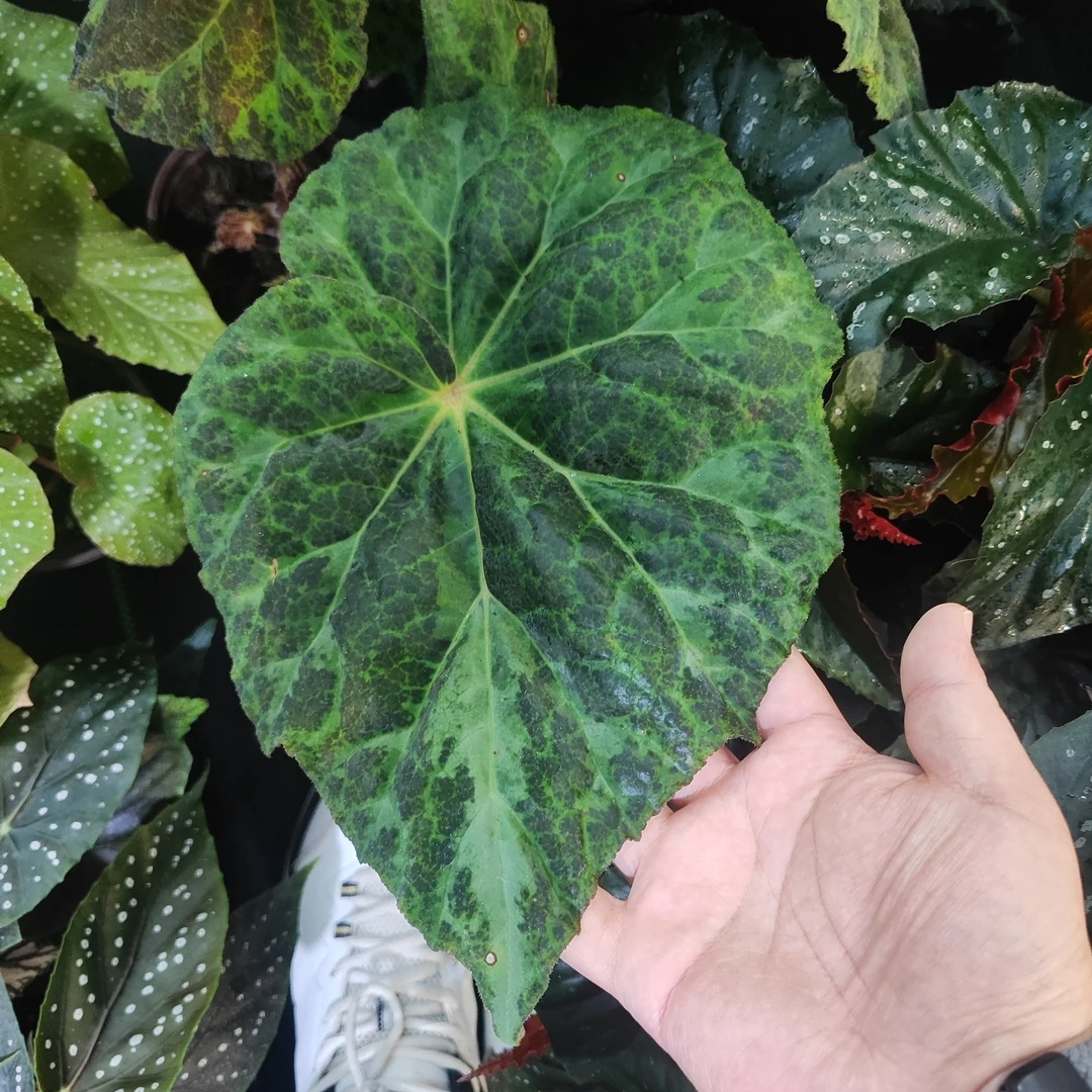 巴萨罗斯二代秋海棠室内观叶植物秋海棠盆栽