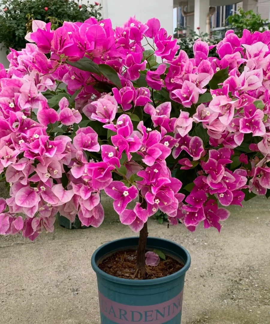 【新疆包邮】红樱三角梅盆栽四季开花耐热（图片以直播间为准）