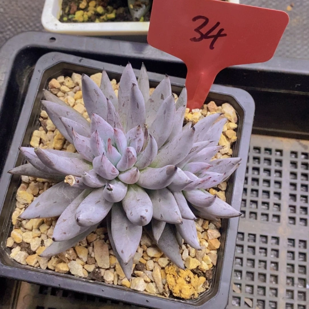 婞***後开心多肉植物多肉