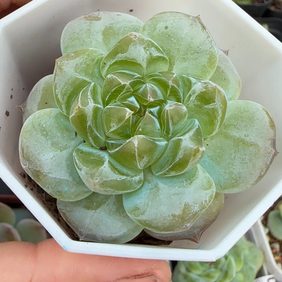 小卡拉米糖心一物一拍