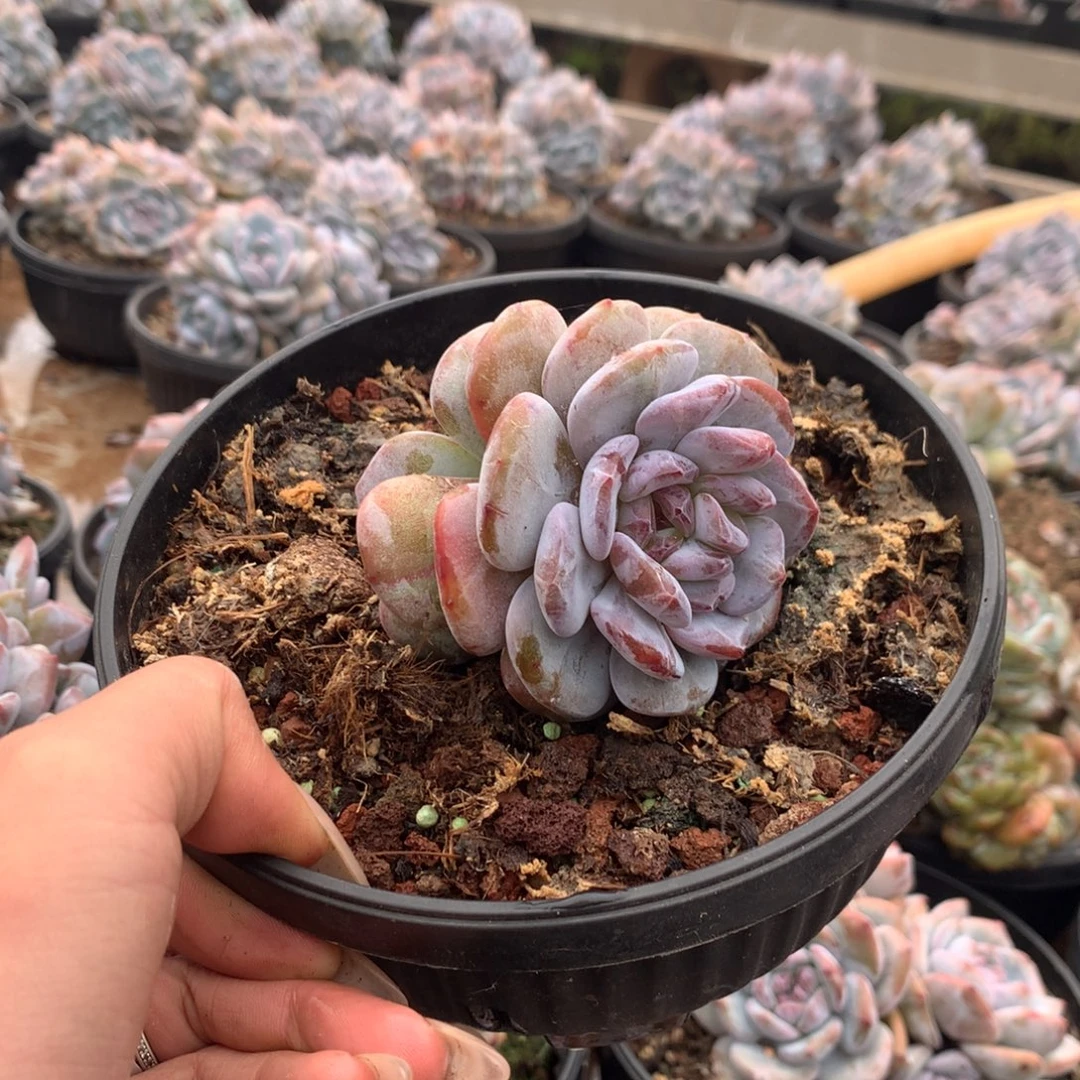 石榴籽无砍花花花花