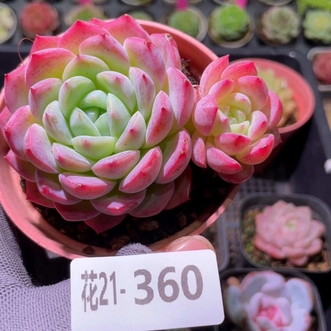 花利美21-360新品