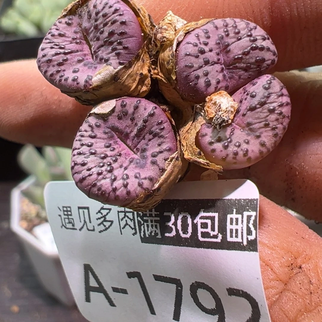 多肉植物11111111111