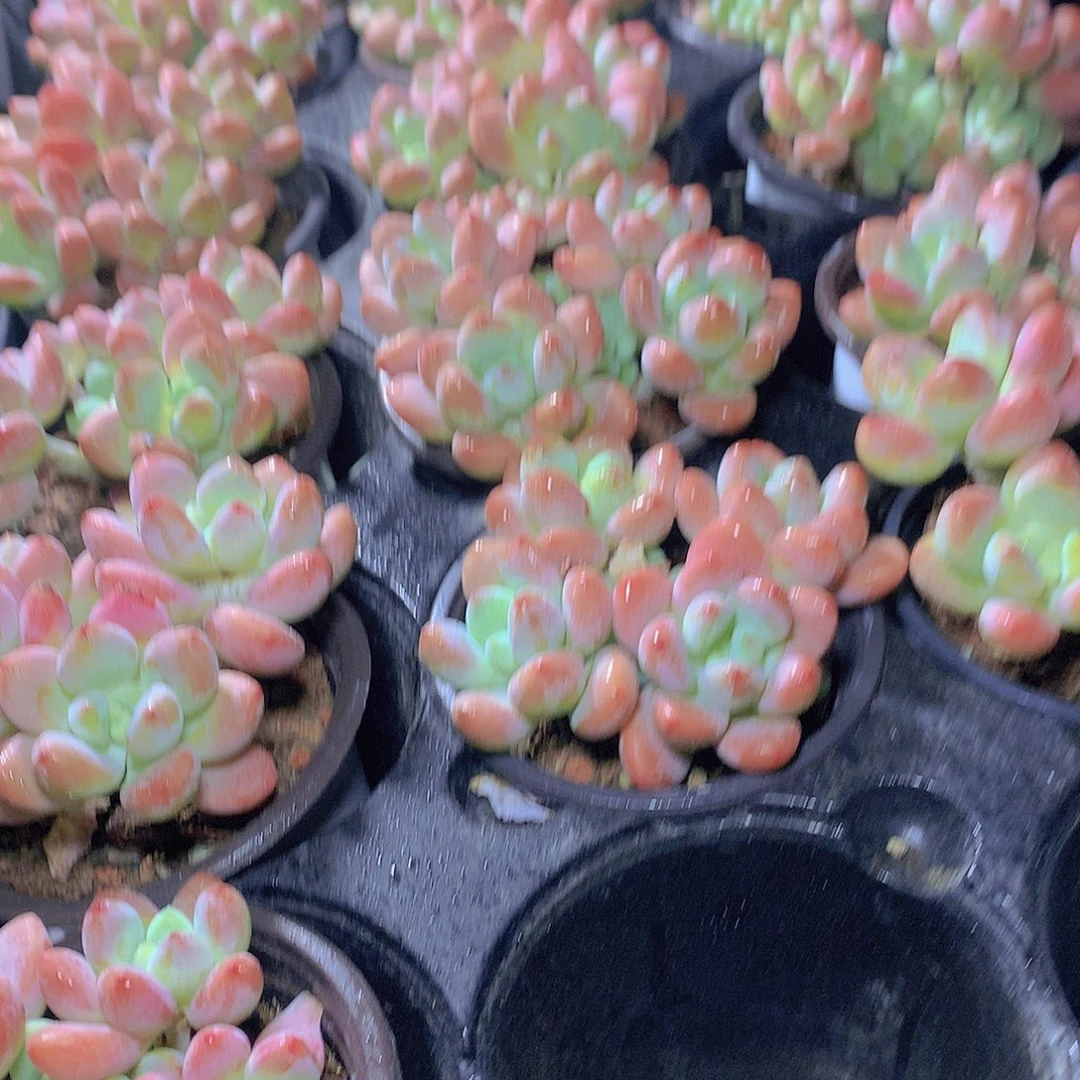 红洛神34567899000000