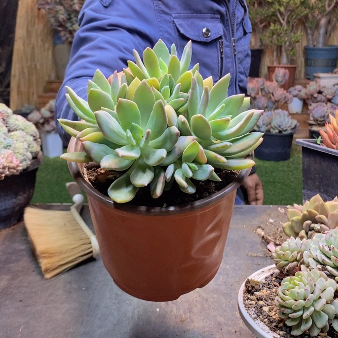 N****d132海洋之心多肉植物