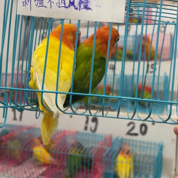 ئ****?牡丹鹦鹉断奶一只