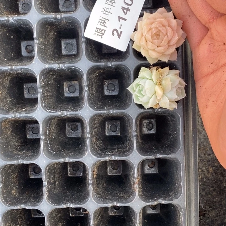 向*?2-140多肉多肉多肉多肉多肉多肉