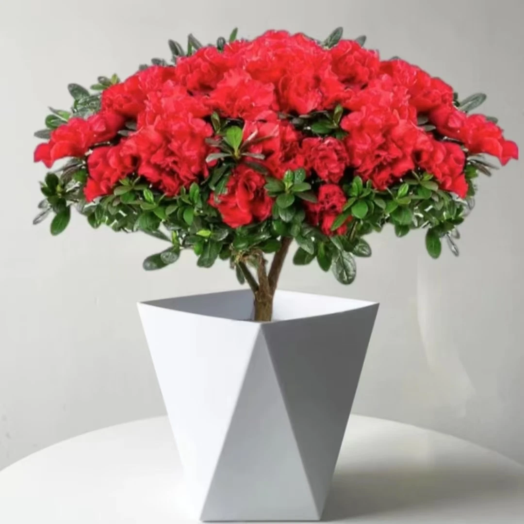 【杜鹃花】盆栽带花苞高度40-50cm发货四季开花苗室内花卉绿植植物