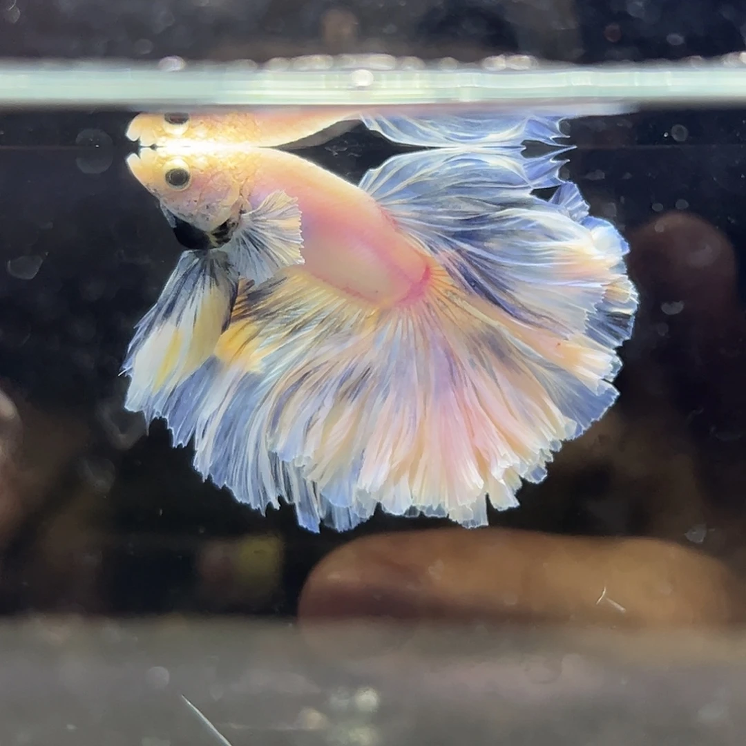 斗鱼16号破价出粉蓝色棉花糖