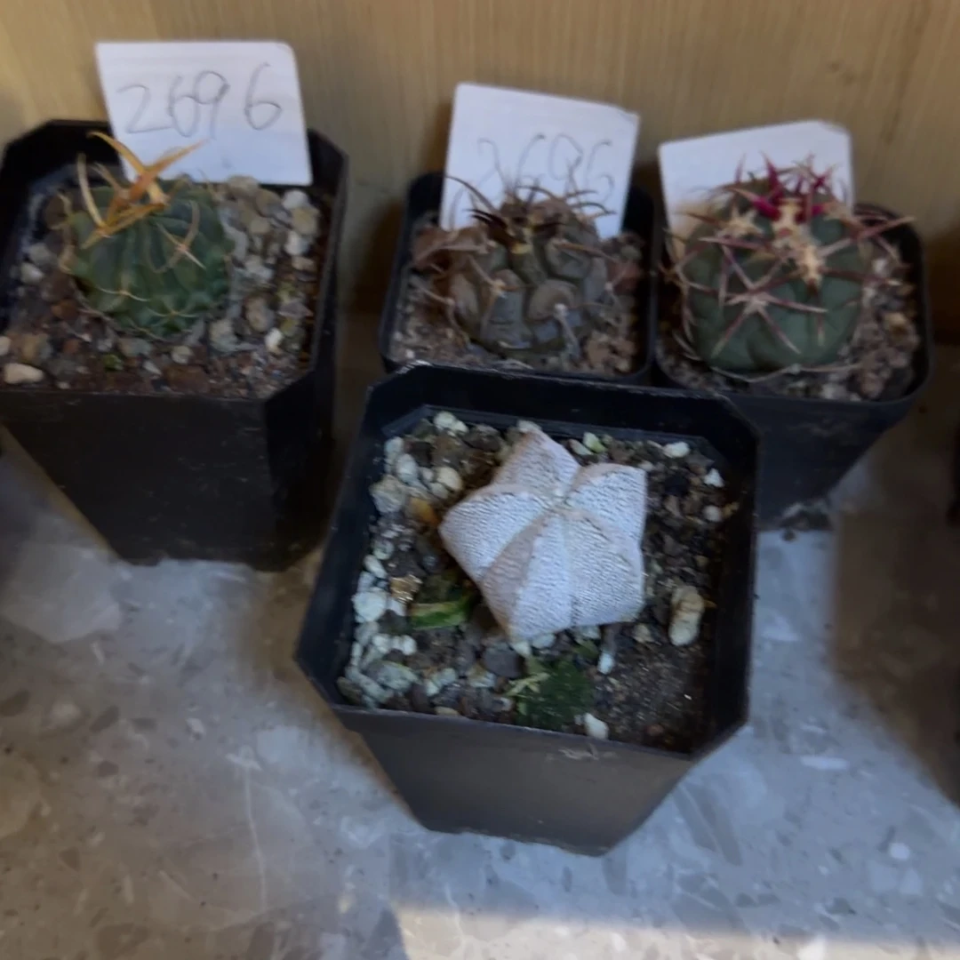 实生精品仙人球四颗品相自观如图