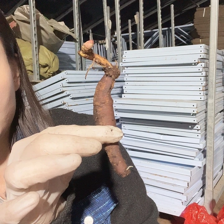 当前无花栽培后可以开花典雅