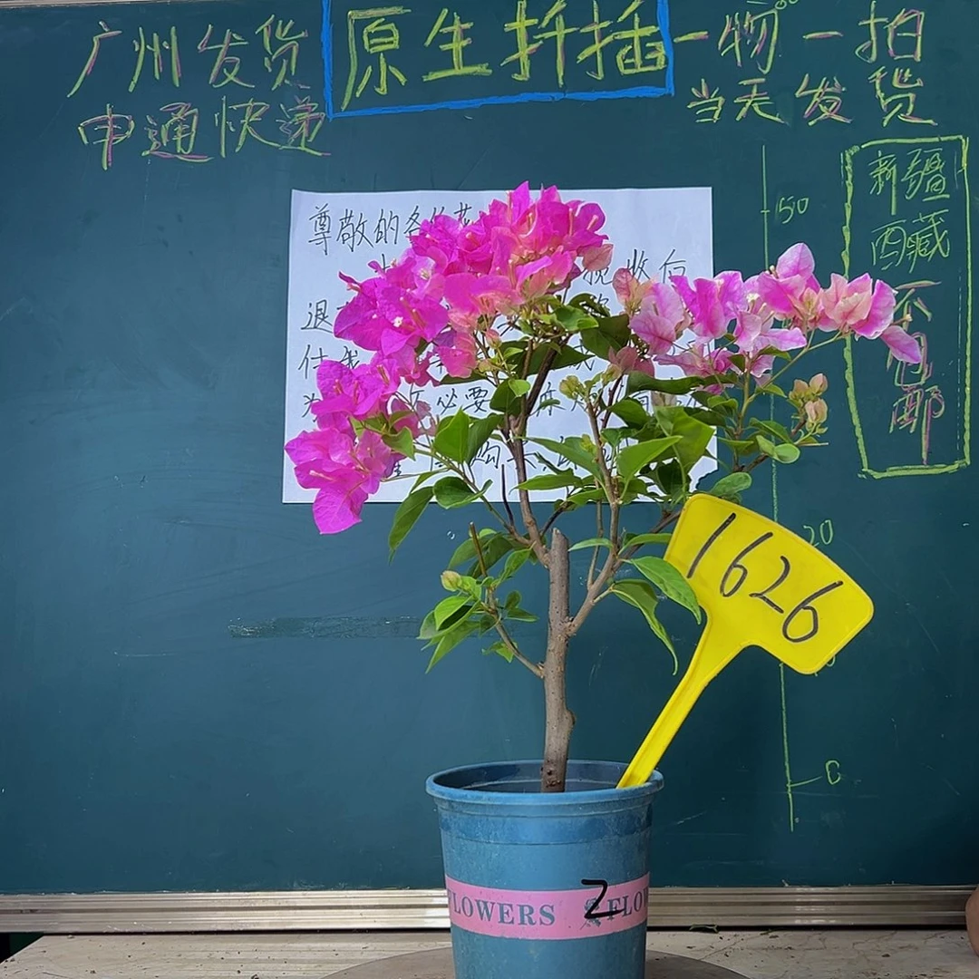 当前无花栽培后可以开花漳红樱 1626