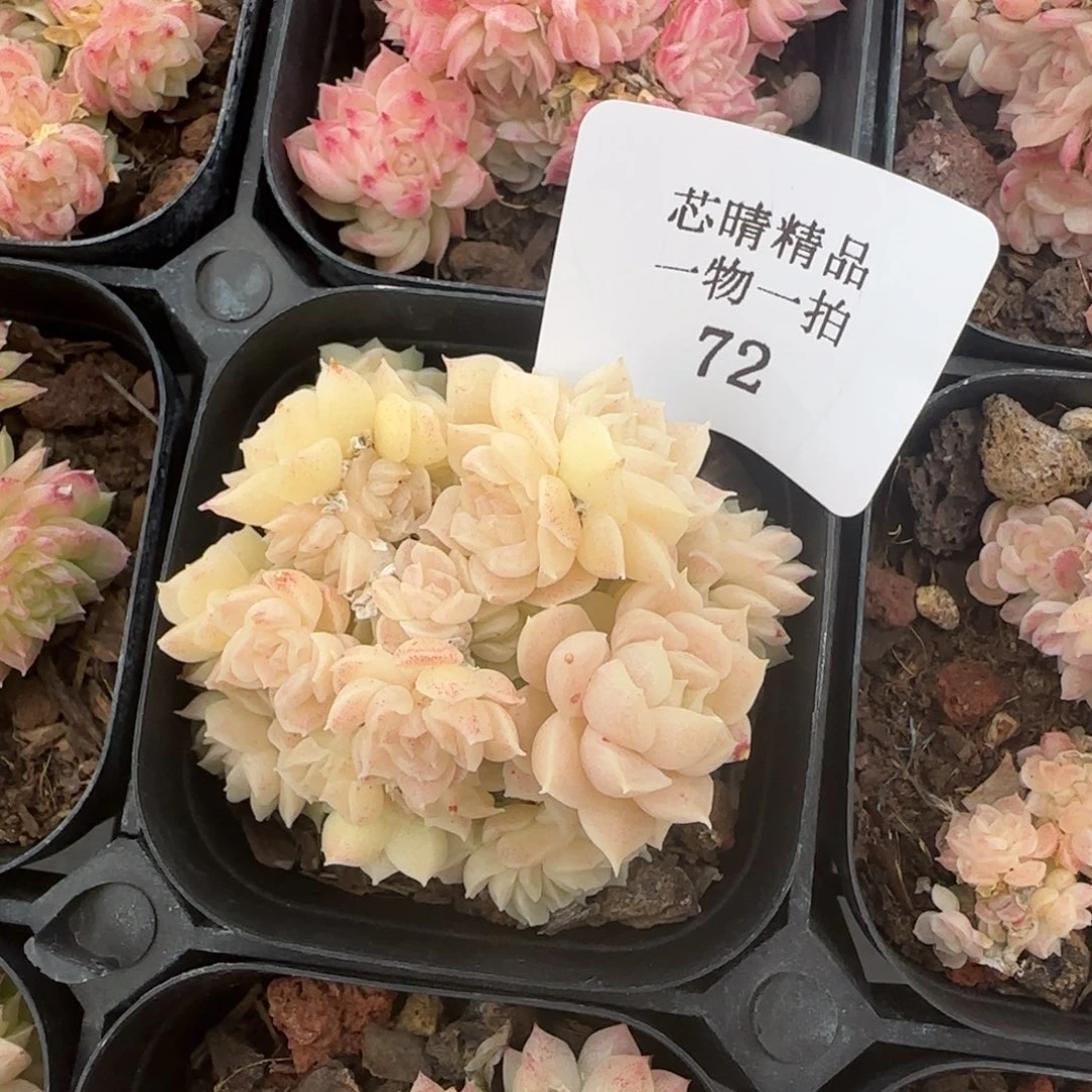 闪购精品多肉72号