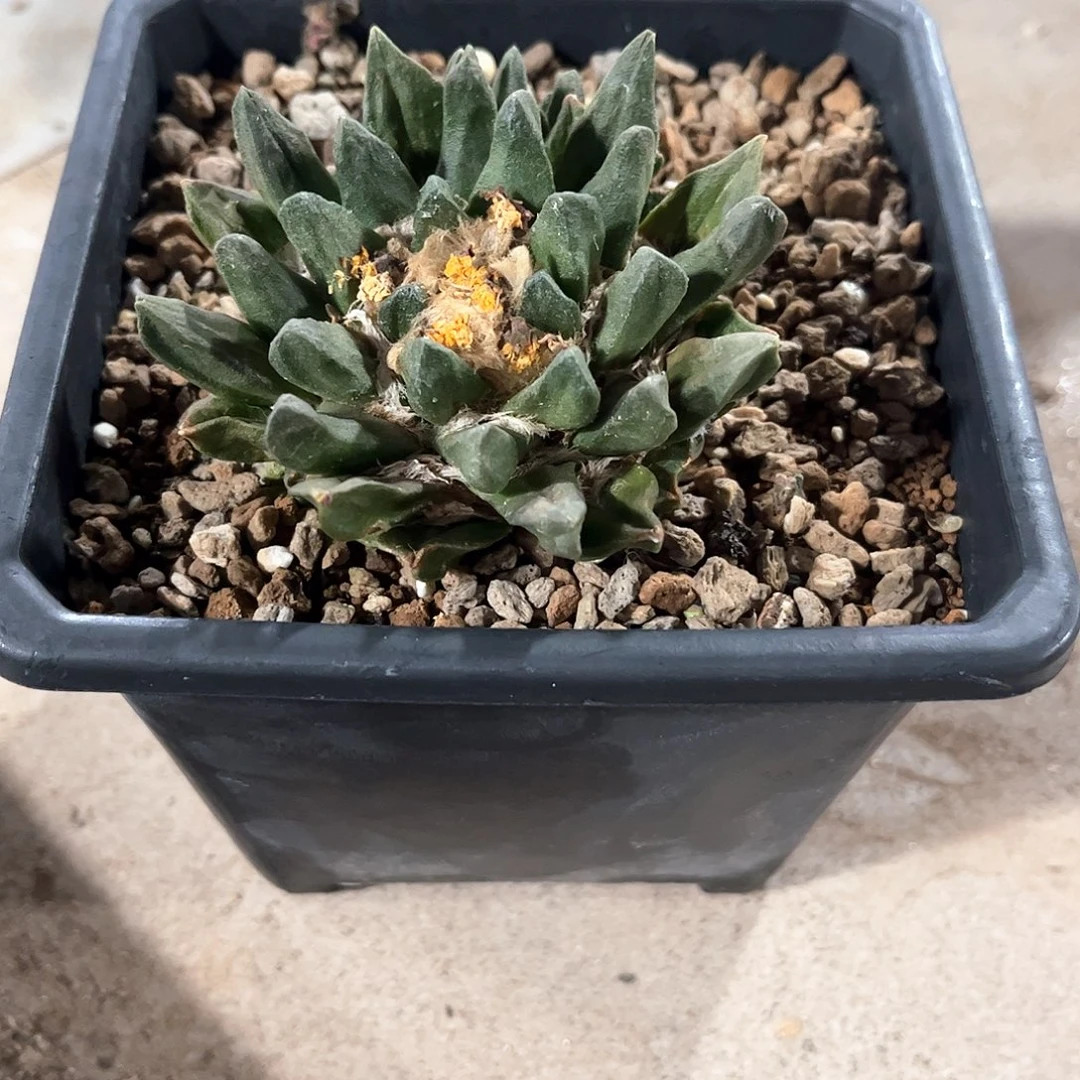 黄金甲龙角牡丹福利价