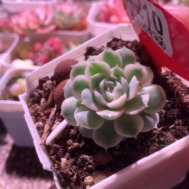 圆叶昂斯诺覆轮锦有根