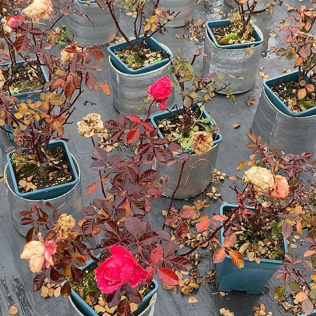 无花朵海洋欢腾根结一加仑裸根