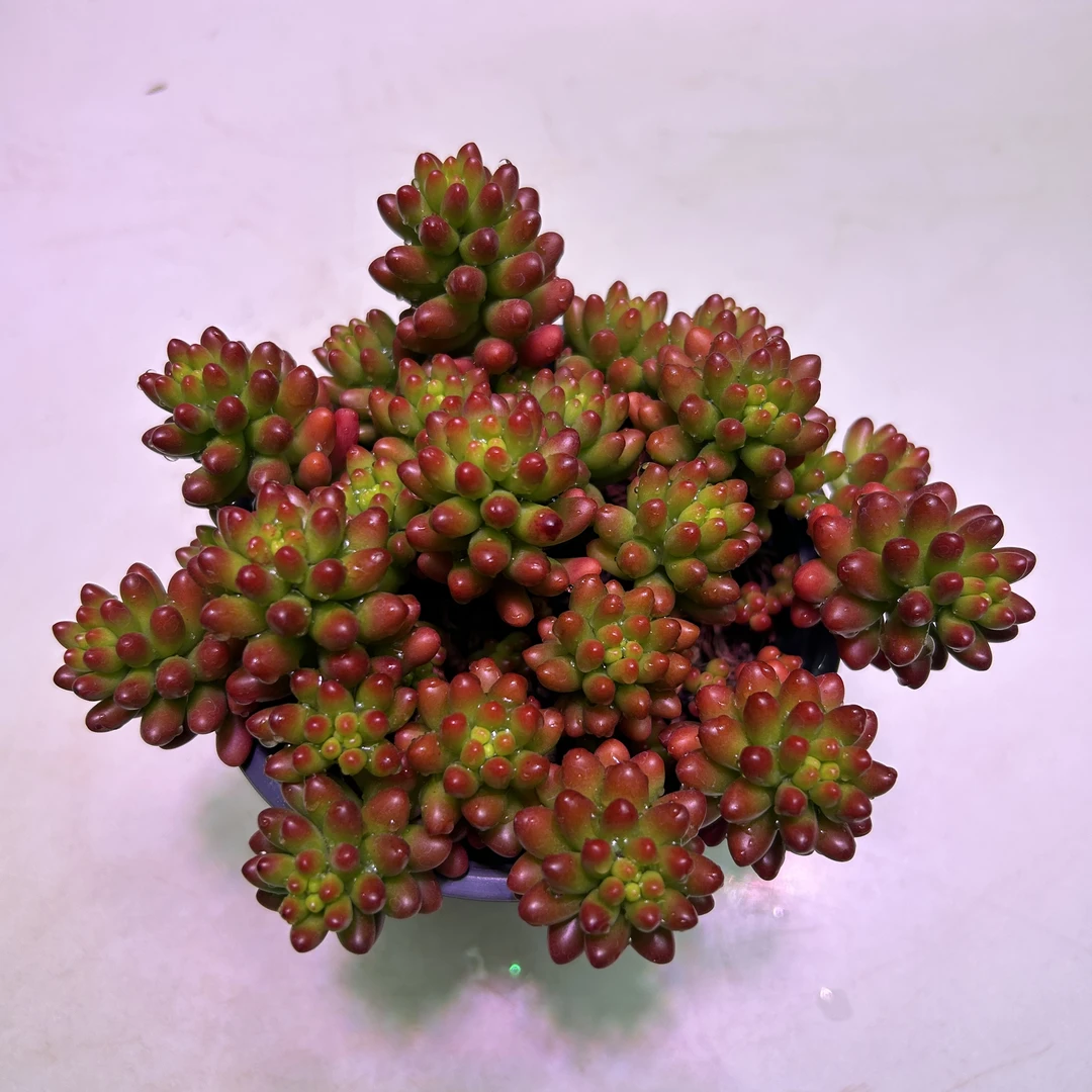 精品转运珠多肉盆栽虹之玉多肉易繁殖耐热好养买二送一吸财树