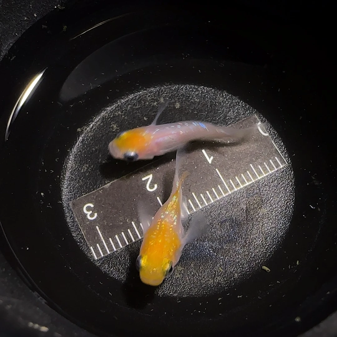 青鳉鱼观背青鱂一物一拍143