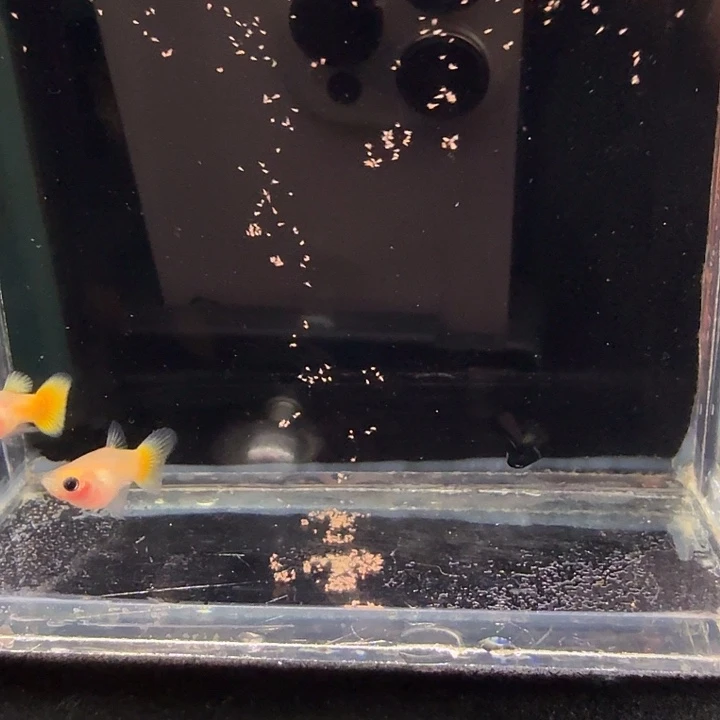 孔雀鱼黄金玻璃猫球1对