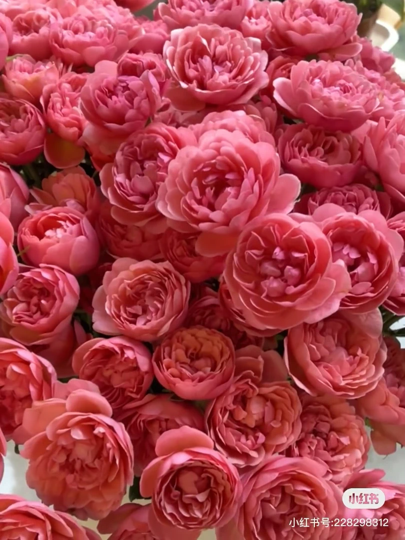 桃红果汁 【满三单顺丰包邮】变色系玫瑰又解锁一个