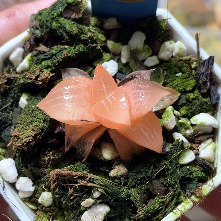 555酒吞锦特选福利