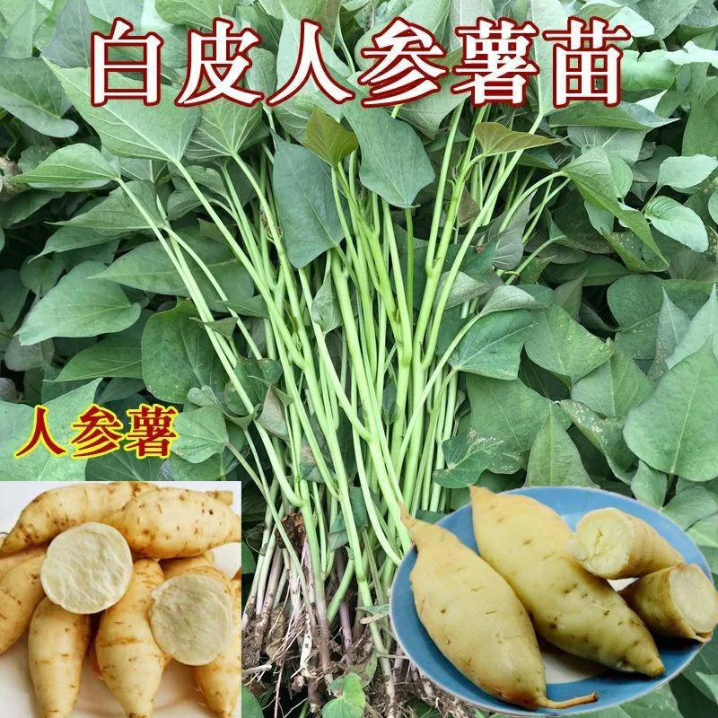 原种一代脱毒红薯苗白皮白心人参薯苗白心板栗薯秧苗高产地瓜苗