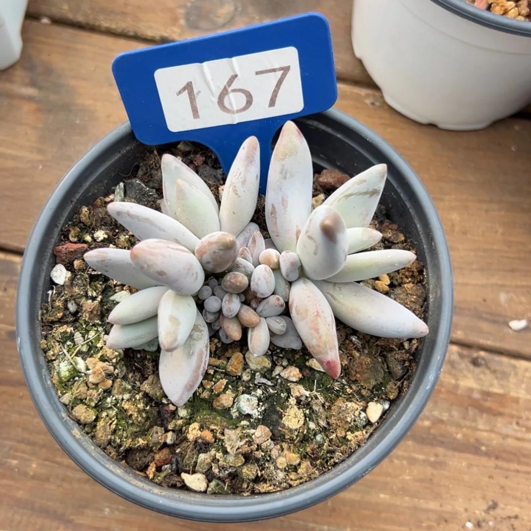 特价企鹅41111111111111