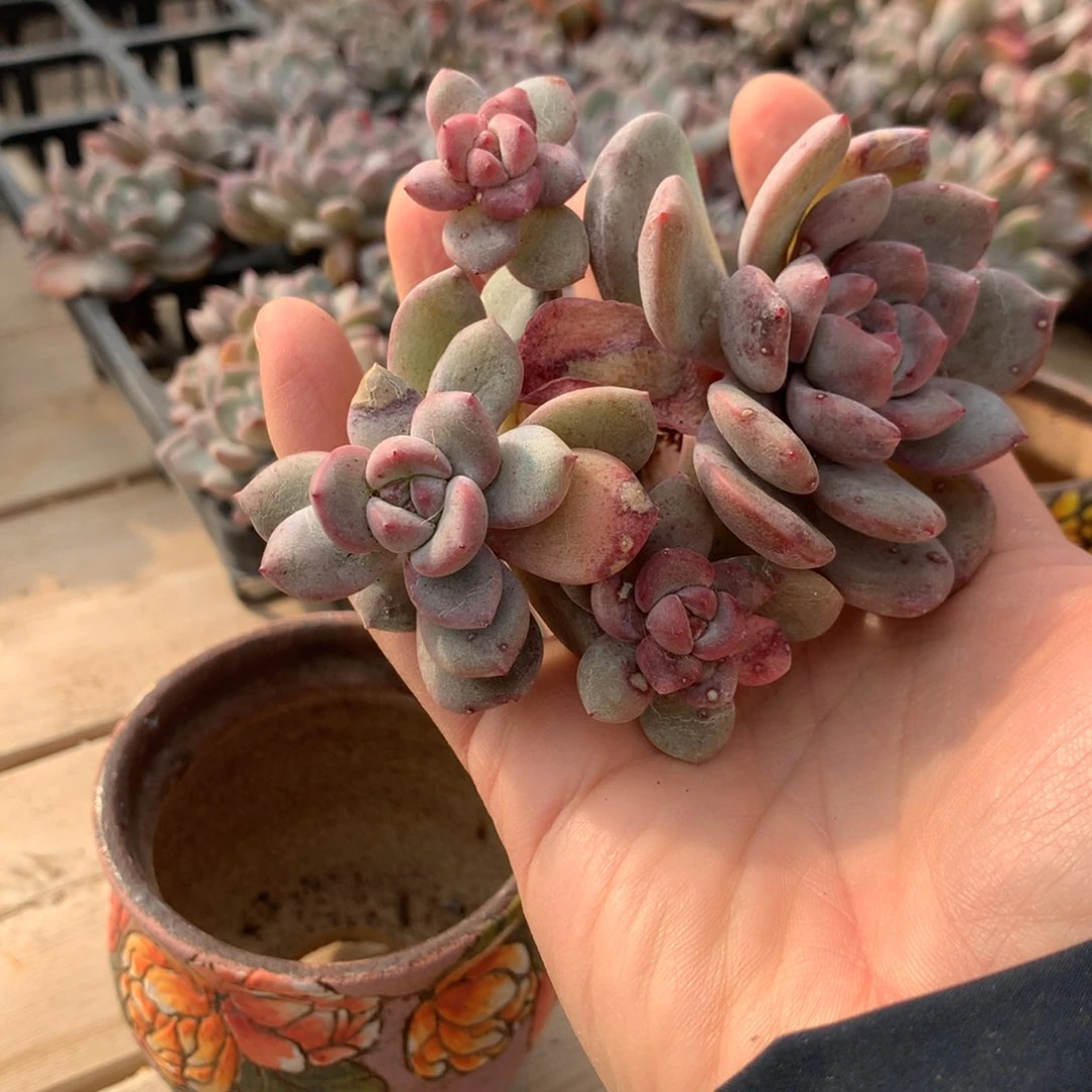 甜*心甜心突尼斯发货多肉