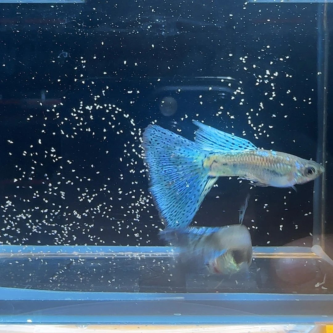 孔雀鱼关注主播参加竞拍