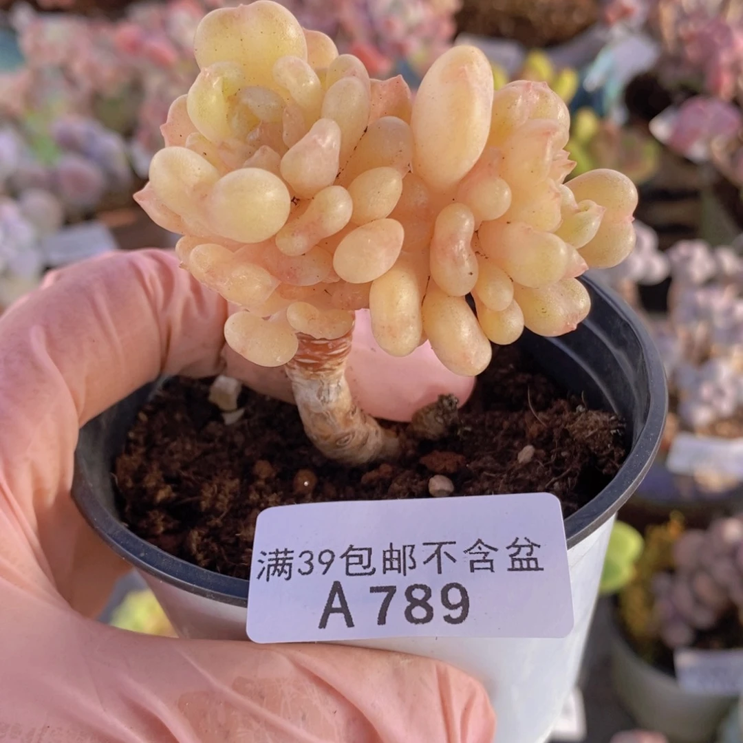 比尔盖茨6cm789多肉植物