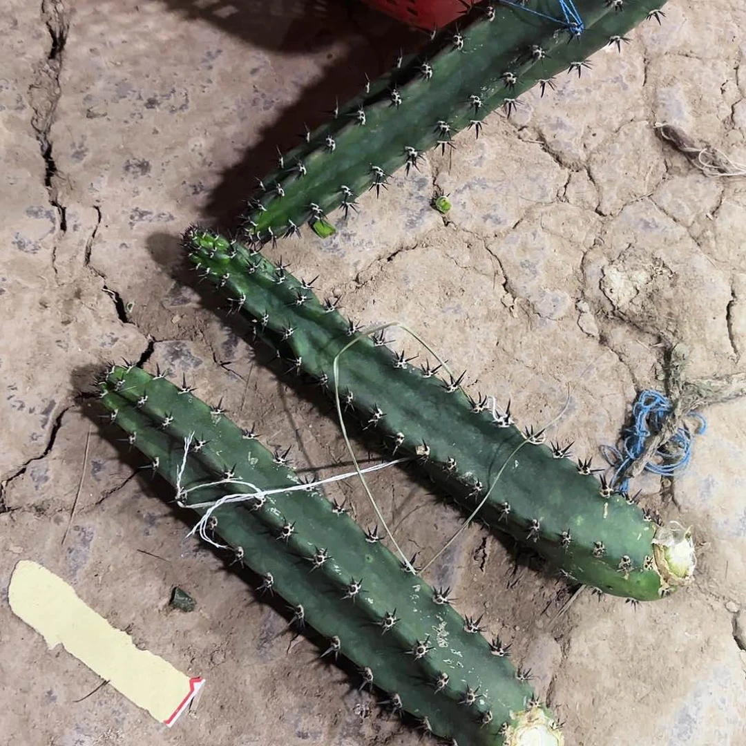 袖普2颗瑕疵端侧牙20包邮仙人球