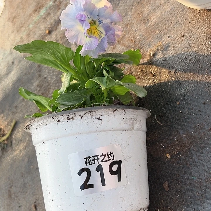 当前无花朵，栽培后可花朵219号
